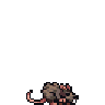 Rat